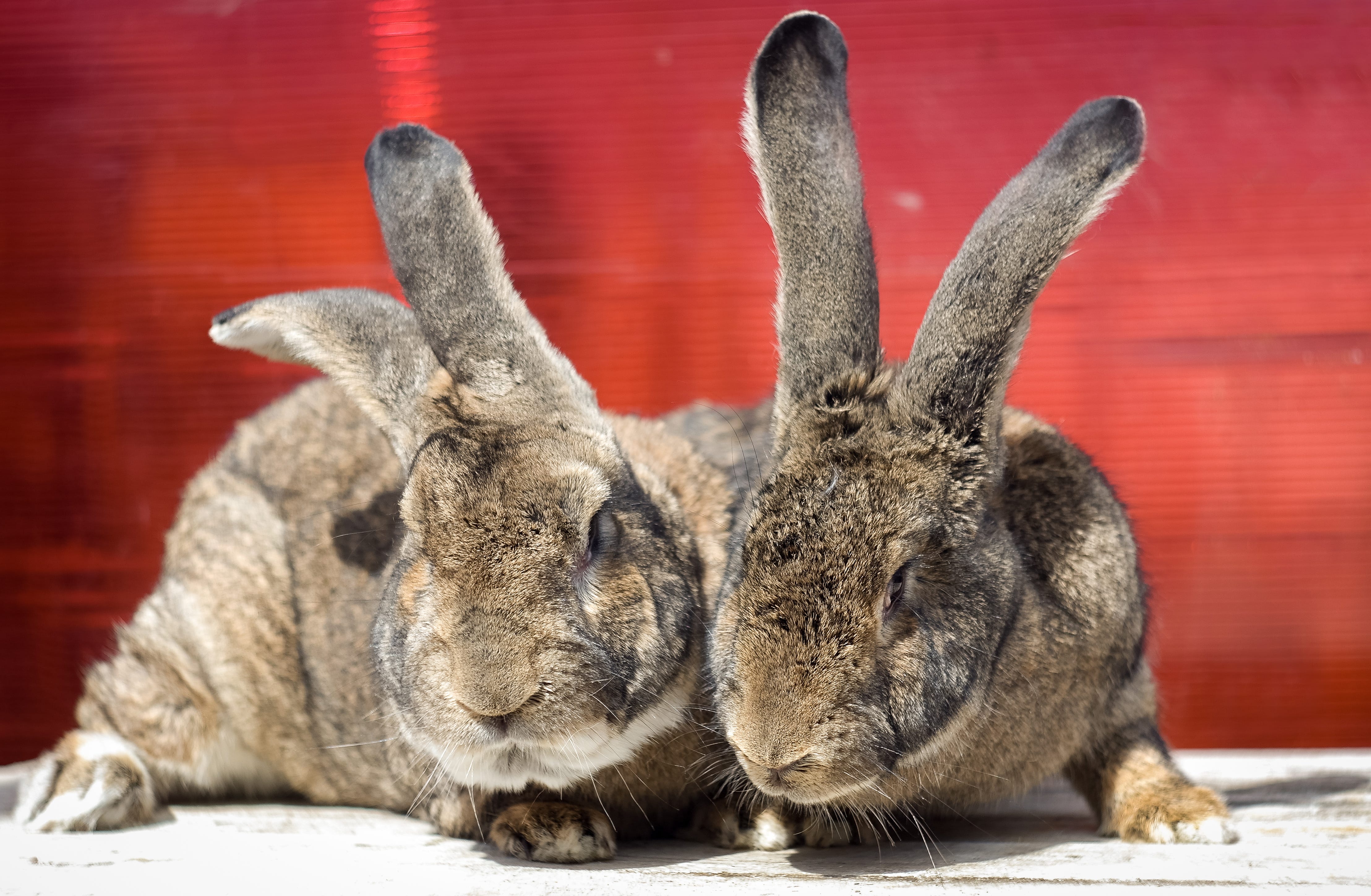biggest flemish giant rabbit